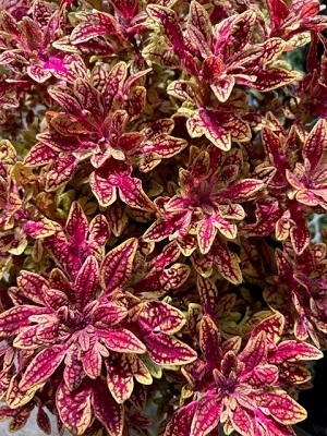 COLEUS Marrakesh